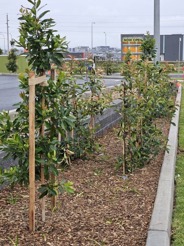 ALDI Cobbitty Commercial Landscaping — completed view 1
