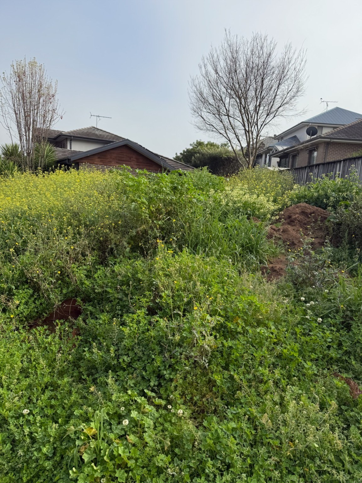 Original uncleared upper garden