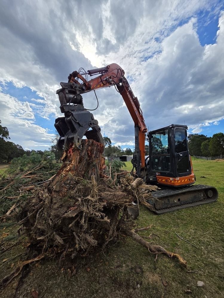 Douglas Park Large Stump Removal in Douglas Park